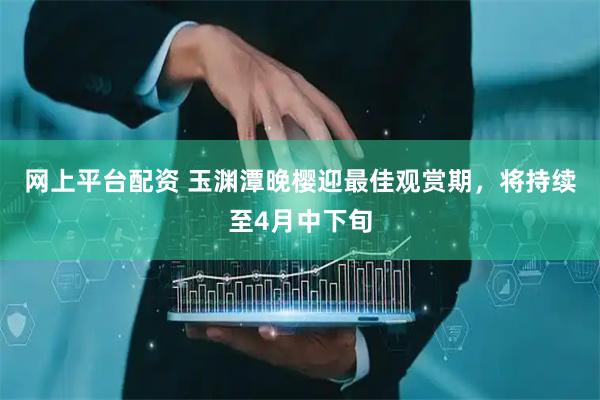 网上平台配资 玉渊潭晚樱迎最佳观赏期，将持续至4月中下旬
